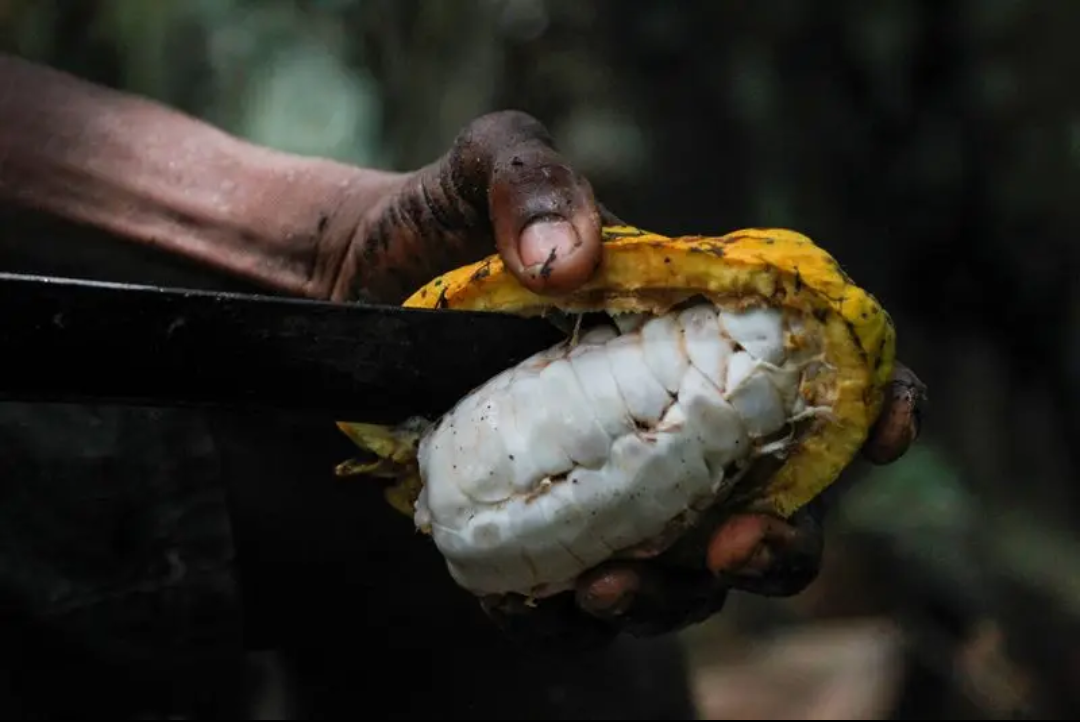 CHOCOLATES COM INDICAÇÃO GEOGRÁFICA SÃO A SENSAÇÃO DA PASCOA 2024