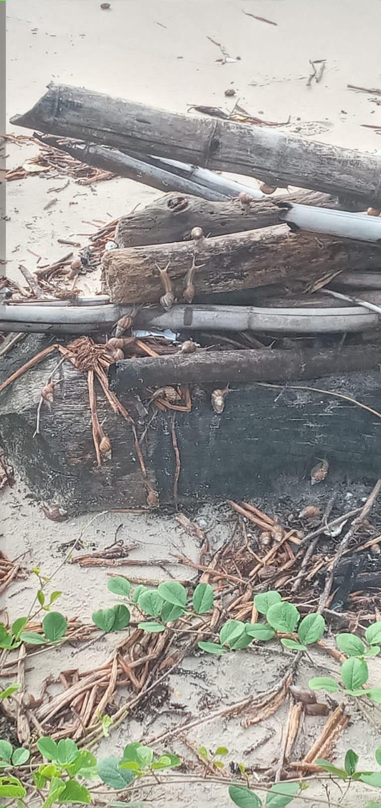 GRANDE QUANTIDADE DE CARAMUJOS AFRICANOS É REGISTADA POR OUVINTE DO PROGRAMA O TABULEIRO EM PRAIA DO SUL DE ILHÉUS