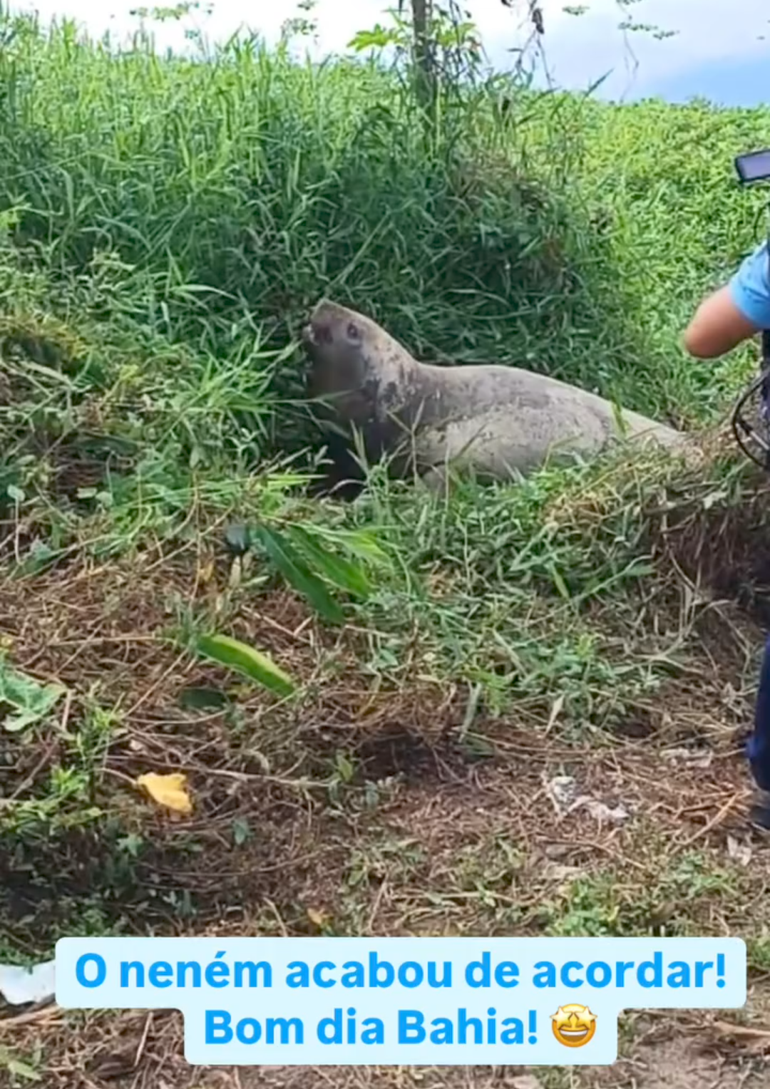 VETERINÁRIO DO PROJETO (A)MAR CRÍTICA POLÍTICO POR MALTRATAR ELEFANTE MARINHO EM ILHÉUS
