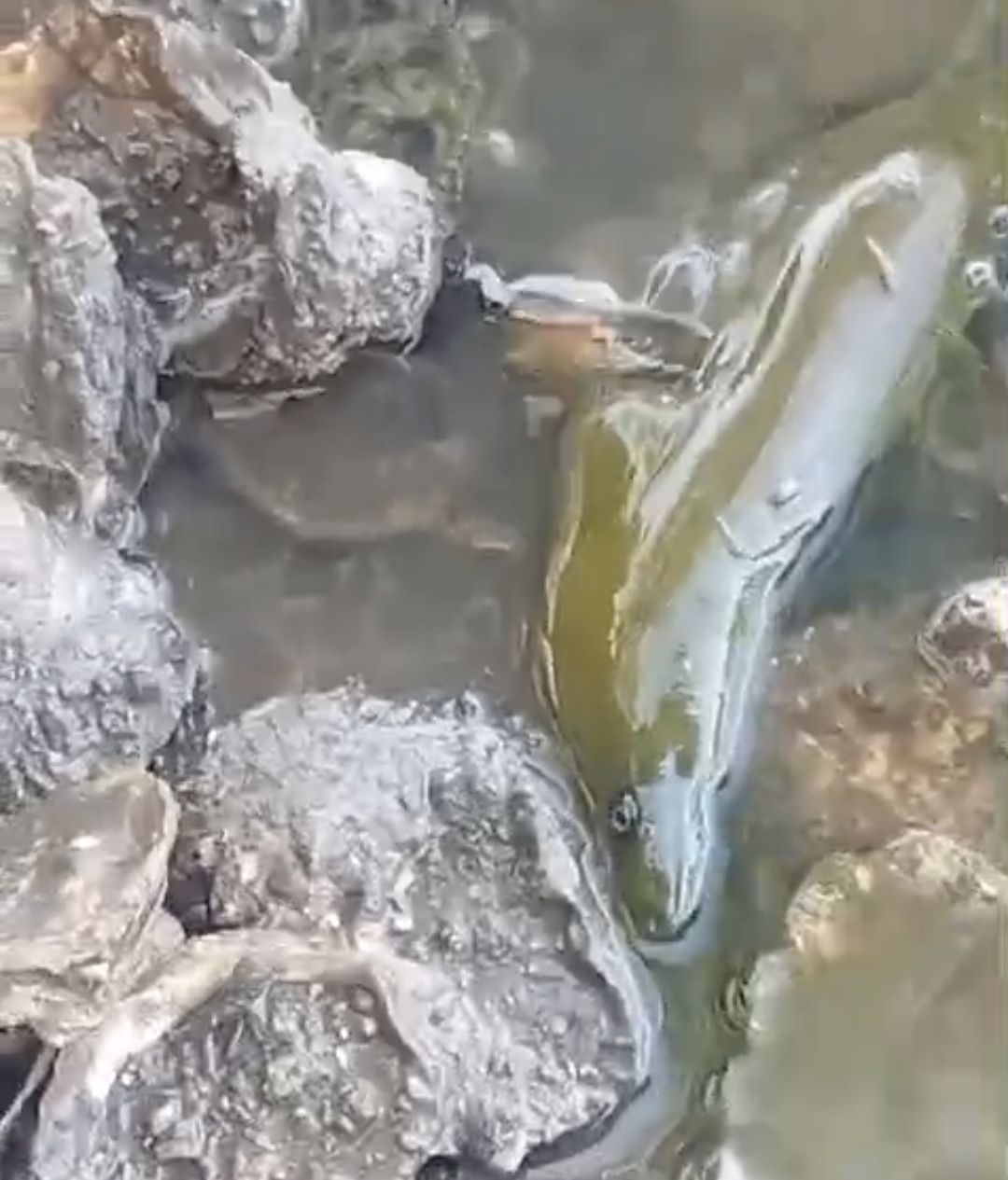 PEIXES MORTOS SÃO ENCONTRADOS NO RIO CACHOEIRA, EM ILHÉUS