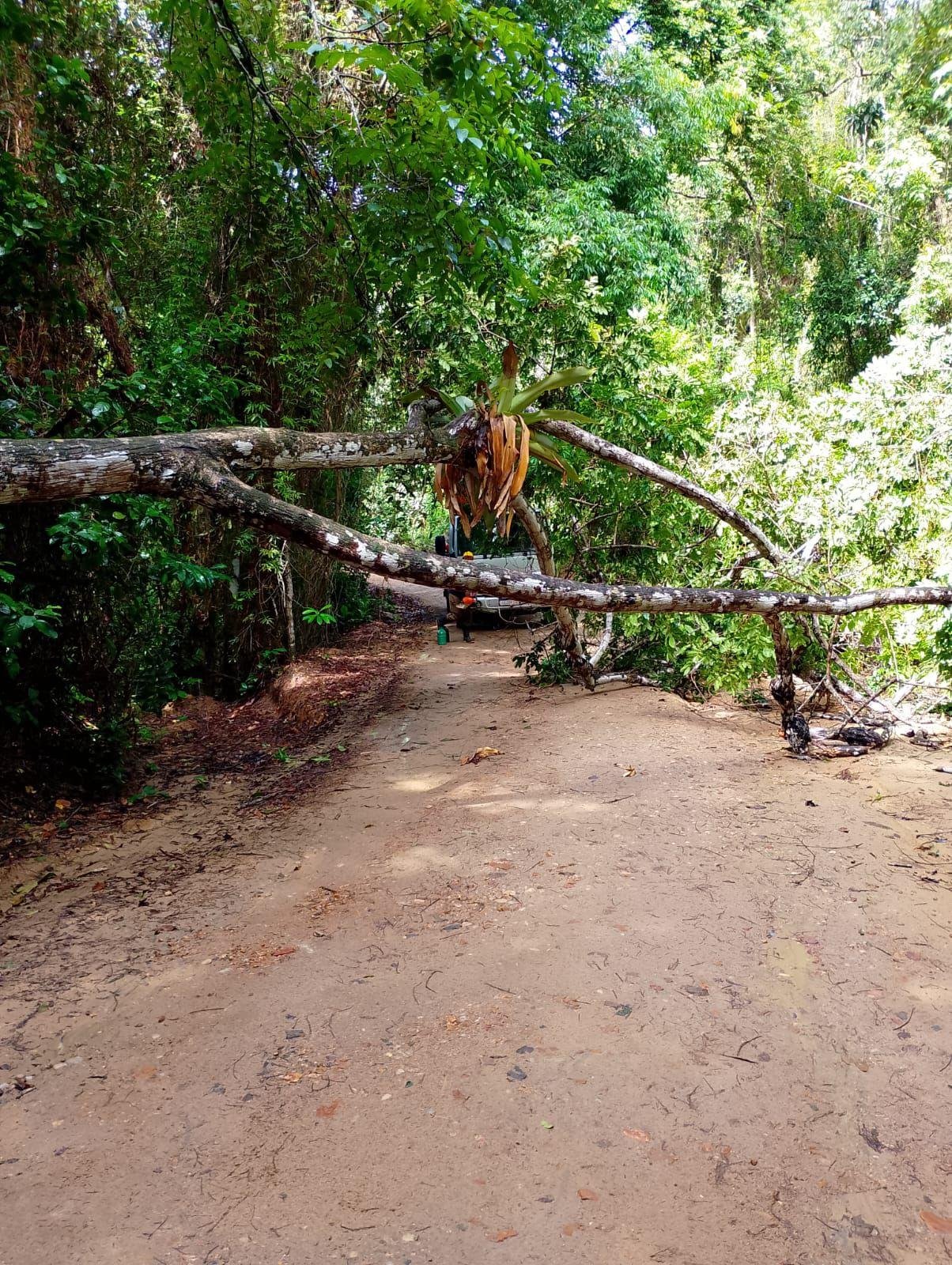 ÁRVORE QUE OBSTRUÍA ESTRADA DA LAGOA ENCANTADA É REMOVIDA