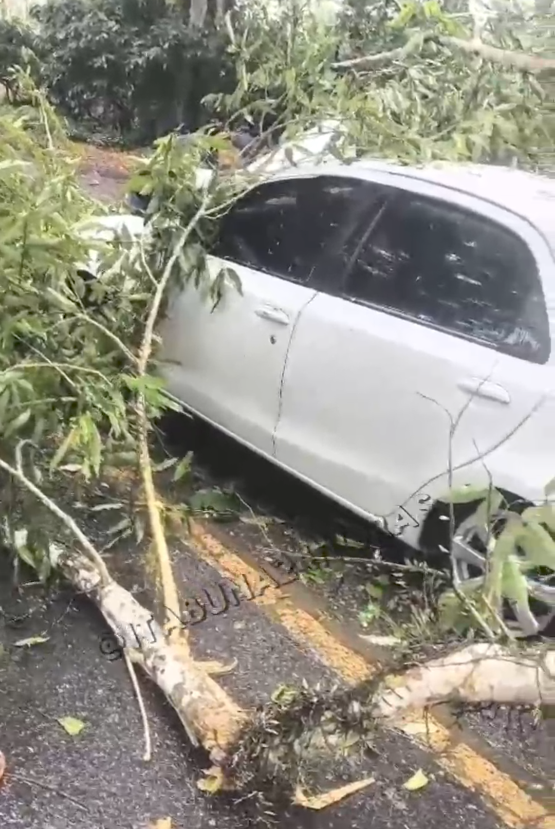 ÁRVORE CAI SOBRE CARRO EM MOVIMENTO NA ILHÉUS–URUÇUCA ÁRVORE CAI SOBRE CARRO EM MOVIMENTO NA ILHÉUS–URUÇUCA