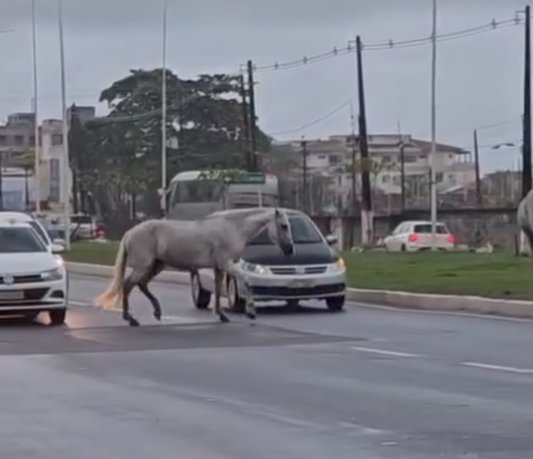 TRAGÉDIA POR POUCO: CAVALOS SOLTOS NA BA-001 ASSUSTAM MOTORISTAS EM ILHÉUS