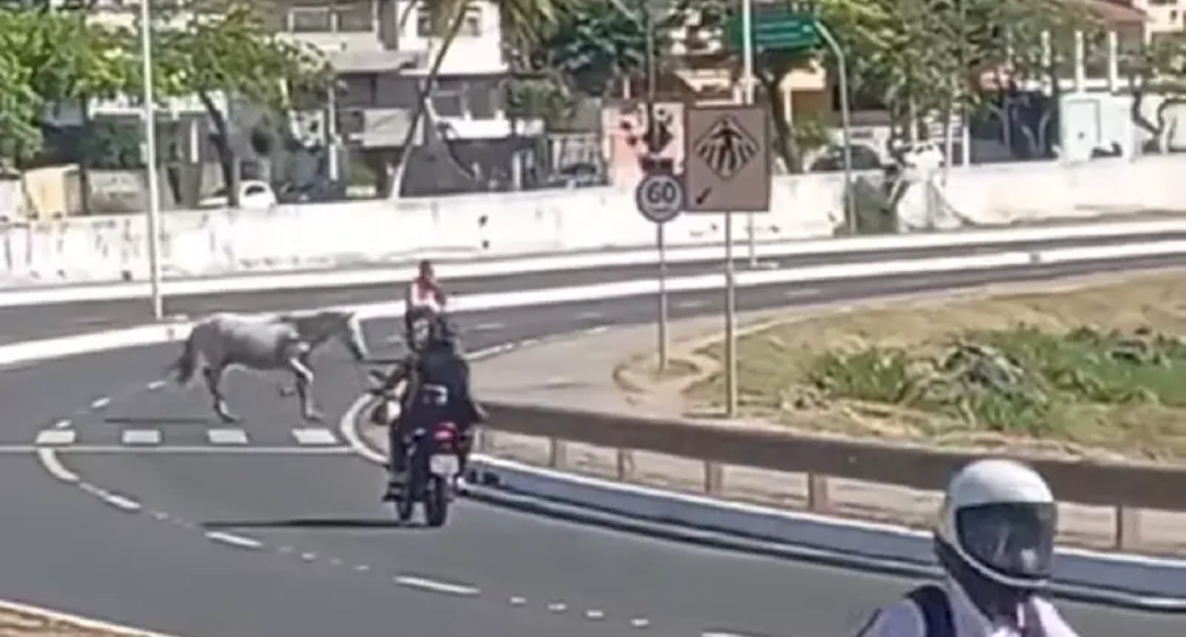 TRAGÉDIA POR POUCO: CAVALOS SOLTOS NA BA-001 ASSUSTAM MOTORISTAS EM ILHÉUS