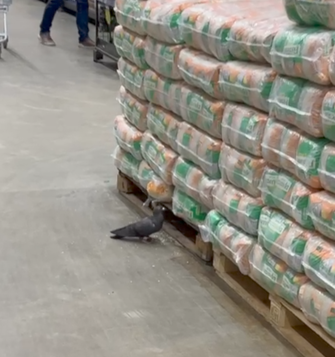 POMBO CIRCULA EM LOJA DO ASSAÍ ATACADISTA EM ILHÉUS