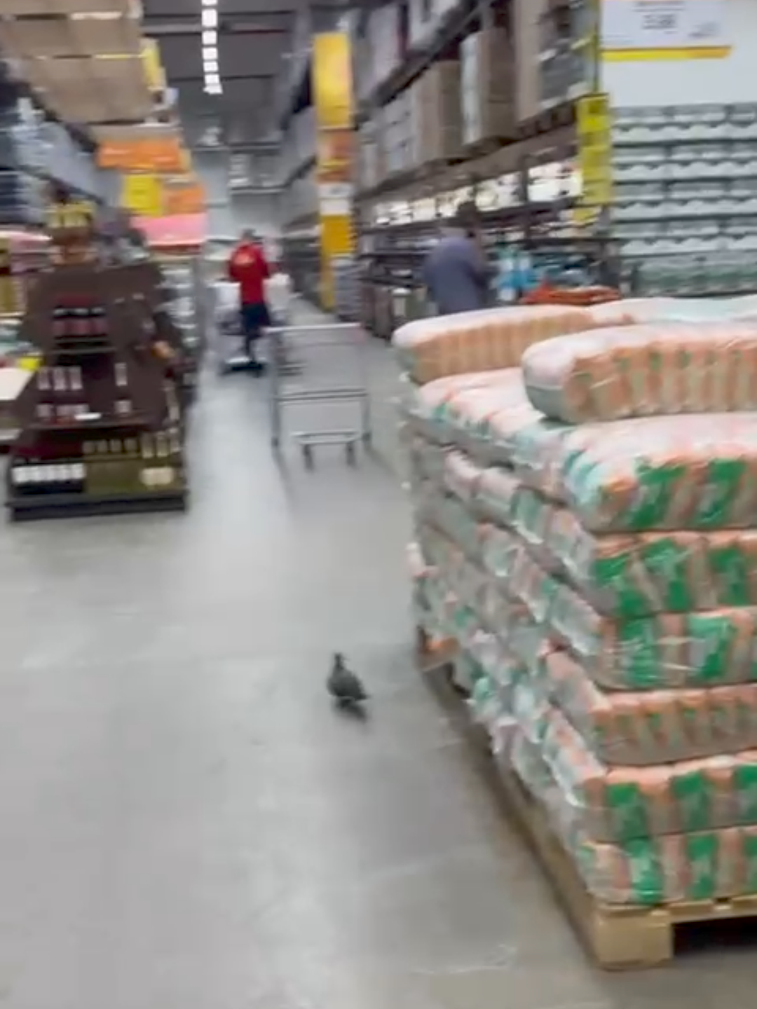 POMBO CIRCULA EM LOJA DO ASSAÍ ATACADISTA EM ILHÉUS