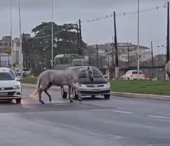 APREENSÃO DE CAVALOS É INICIADA PELA PREFEITURA DE ILHÉUS