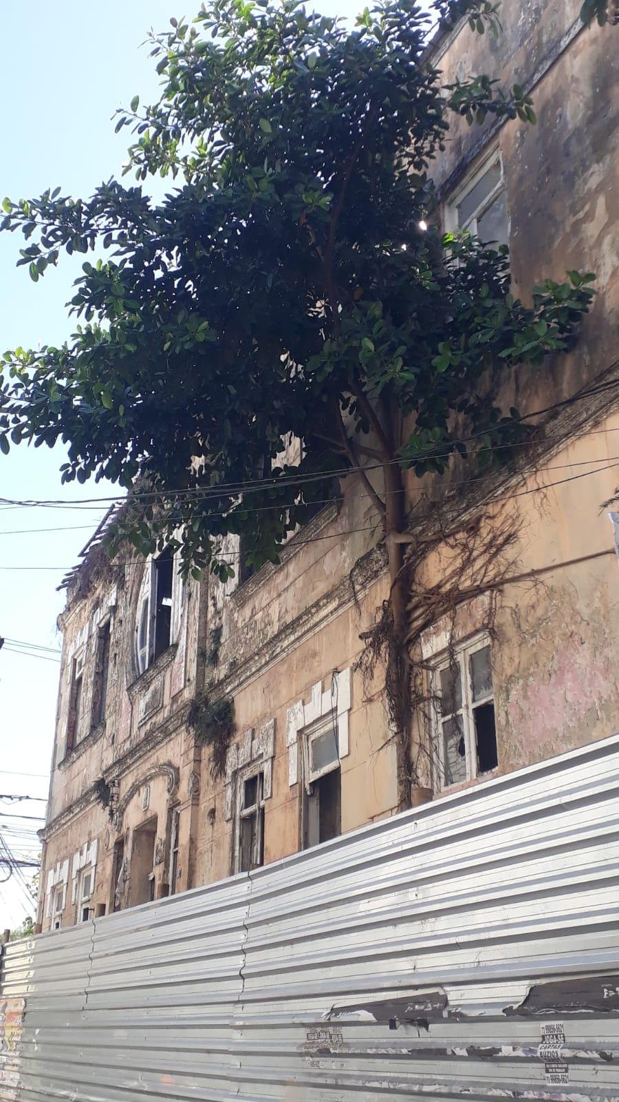 ÁRVORE EM CASARÃO HISTÓRICO DE ILHÉUS CRESCE AINDA MAIS E AUMENTA RISCO DE DESABAMENTO