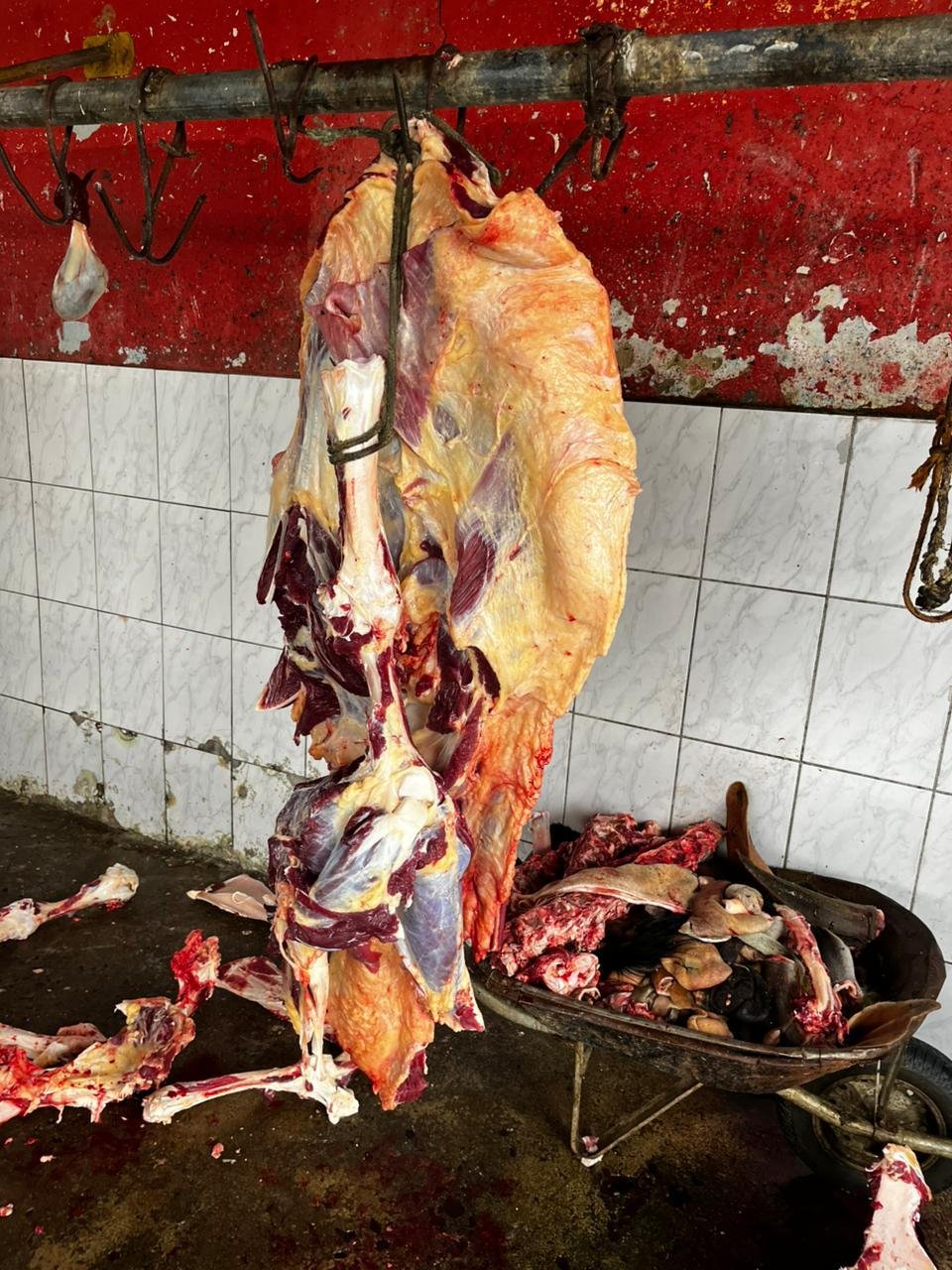 1,5 TONELADA DE CARNE PROVENIENTE DE ABATES CLANDESTINOS É APREENDIDA EM CANAVIEIRAS, UNA, AURELINO LEAL E ITAPITANGA