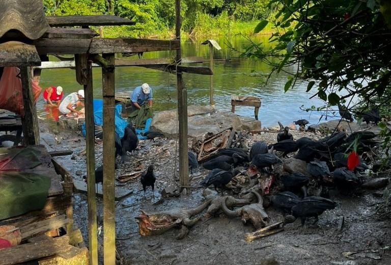 1,5 TONELADA DE CARNE PROVENIENTE DE ABATES CLANDESTINOS É APREENDIDA EM CANAVIEIRAS, UNA, AURELINO LEAL E ITAPITANGA