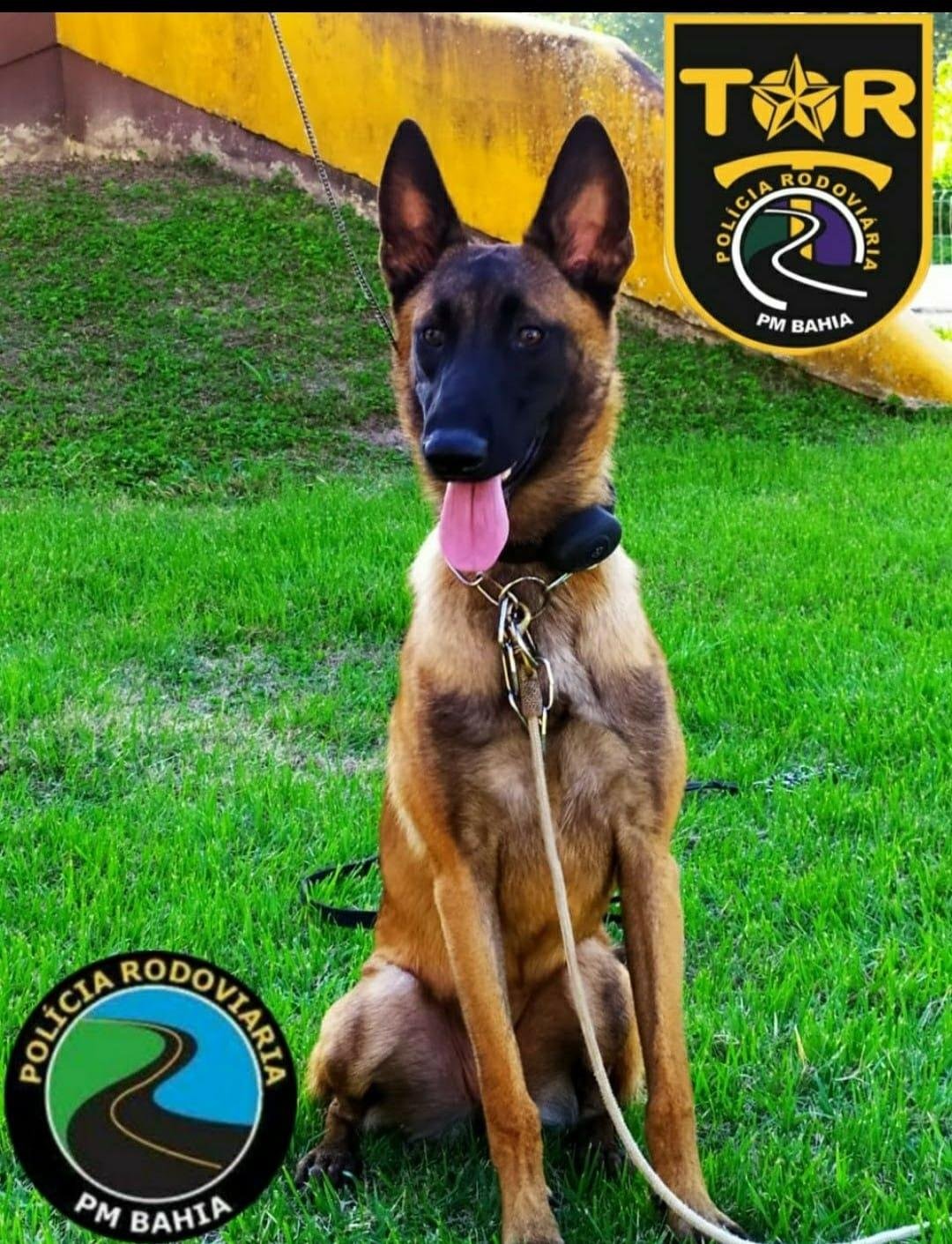 ZARA, SADAN E BLOOD! CONHEÇA OS CÃES ESPECIALIZADOS QUE REFORÇAM A POLÍCIA RODOVIÁRIA ESTADUAL EM ITABUNA E REGIÃO