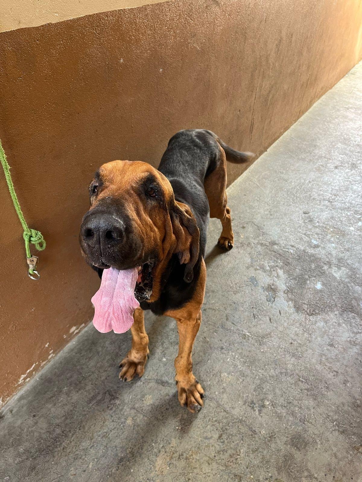 ZARA, SADAN E BLOOD! CONHEÇA OS CÃES ESPECIALIZADOS QUE REFORÇAM A POLÍCIA RODOVIÁRIA ESTADUAL EM ITABUNA E REGIÃO