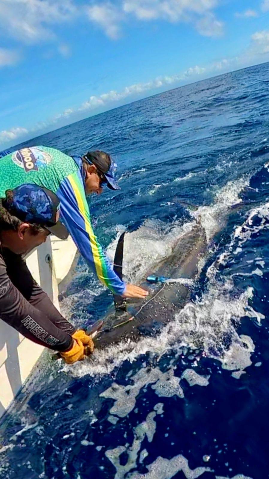 ILHÉUS RECEBE ETAPA DO CAMPEONATO BAIANO DE PESCA OCEÂNICA NESTE SÁBADO (15) ILHÉUS RECEBE ETAPA DO CAMPEONATO BAIANO DE PESCA OCEÂNICA NESTE SÁBADO (15)