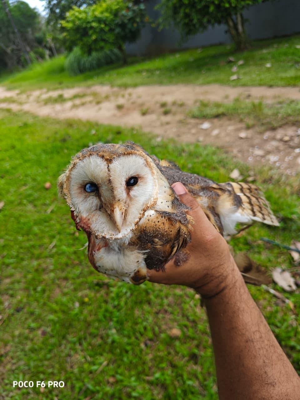 OUVINTE ACUSA INEMA DE OMISSÃO APÓS DEMORA EM RESGATE E MORTE DE CORUJA FERIDA EM ILHÉUS