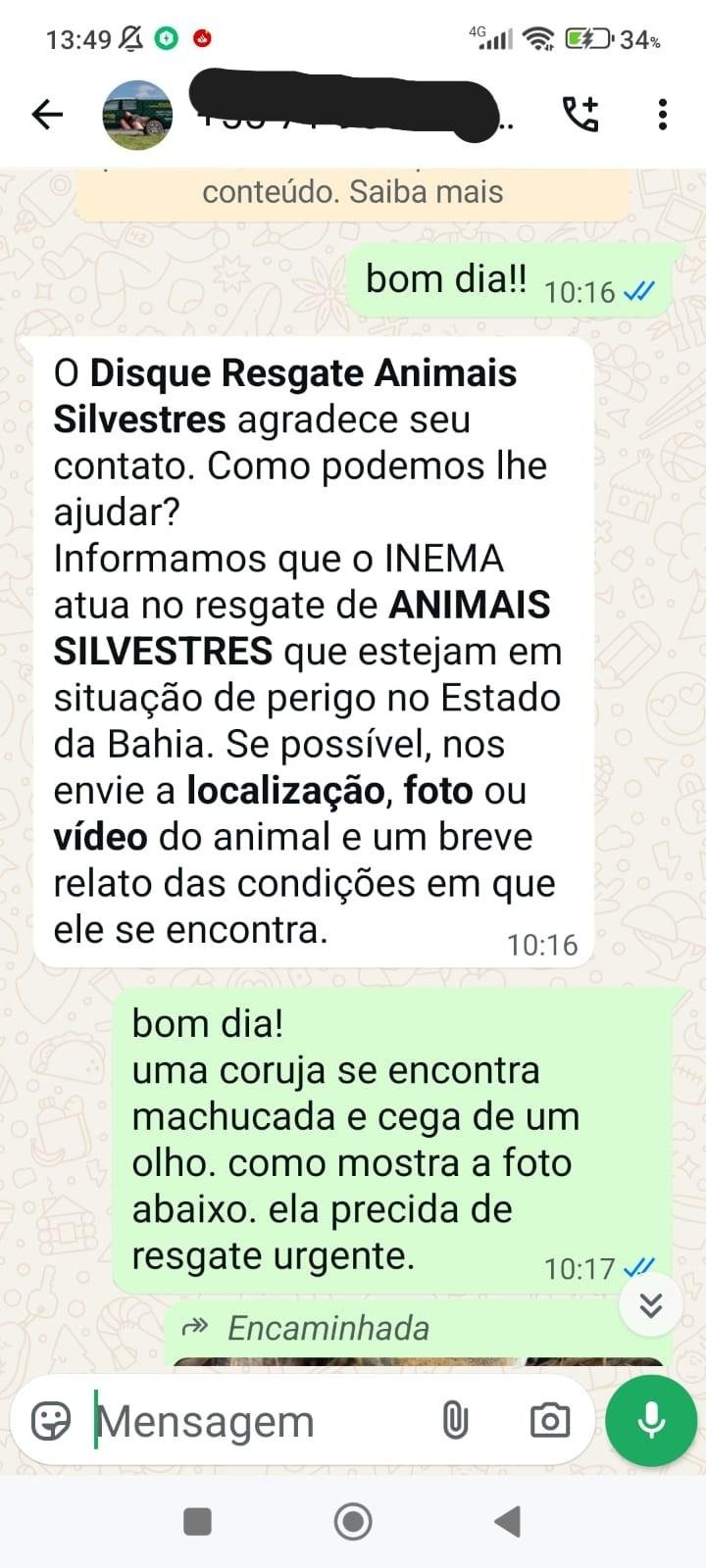 OUVINTE ACUSA INEMA DE OMISSÃO APÓS DEMORA EM RESGATE E MORTE DE CORUJA FERIDA EM ILHÉUS