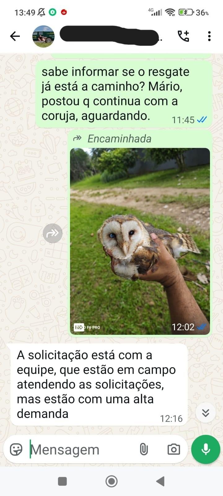 OUVINTE ACUSA INEMA DE OMISSÃO APÓS DEMORA EM RESGATE E MORTE DE CORUJA FERIDA EM ILHÉUS