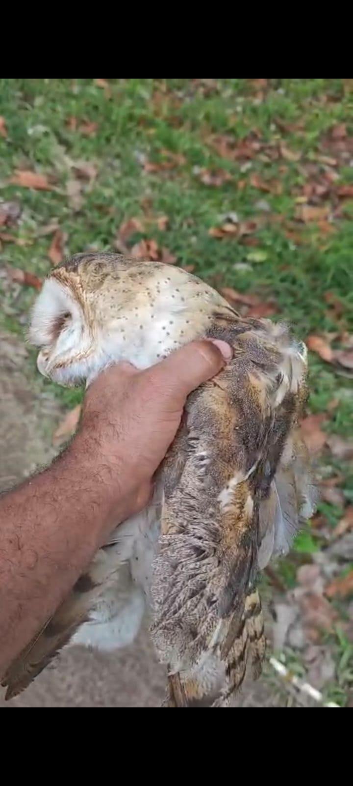 OUVINTE ACUSA INEMA DE OMISSÃO APÓS DEMORA EM RESGATE E MORTE DE CORUJA FERIDA EM ILHÉUS