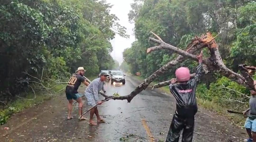 DUAS ÁRVORES BLOQUEIAM A RODOVIA ILHÉUS-ITACARÉ