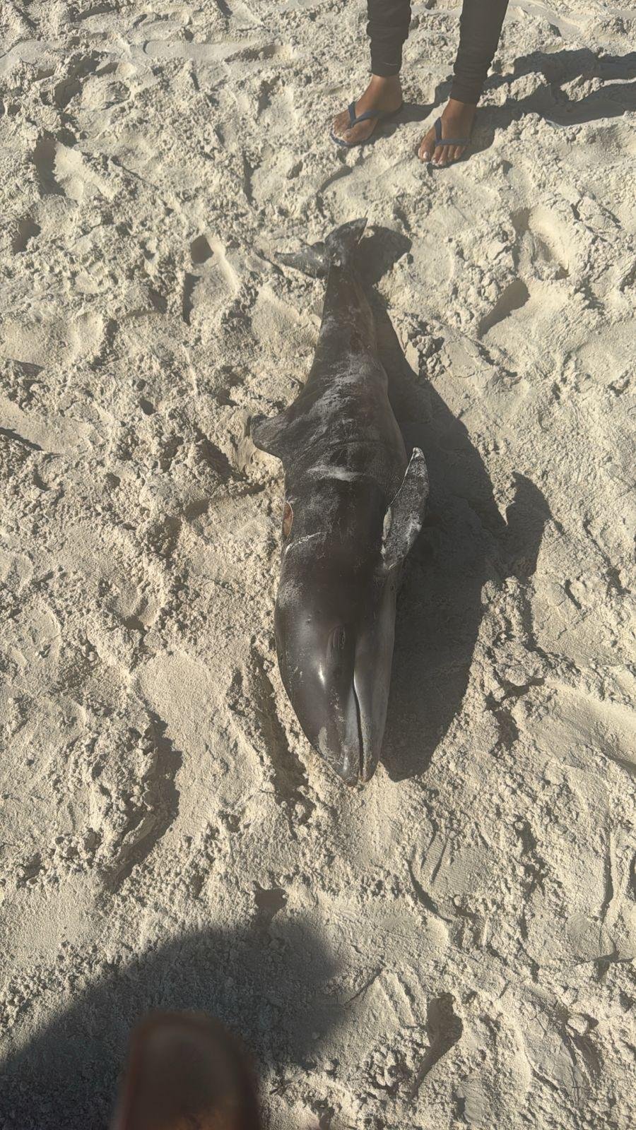 GOLFINHO É ENCONTRADO MORTO NA PRAIA DO SUL, EM ILHÉUS