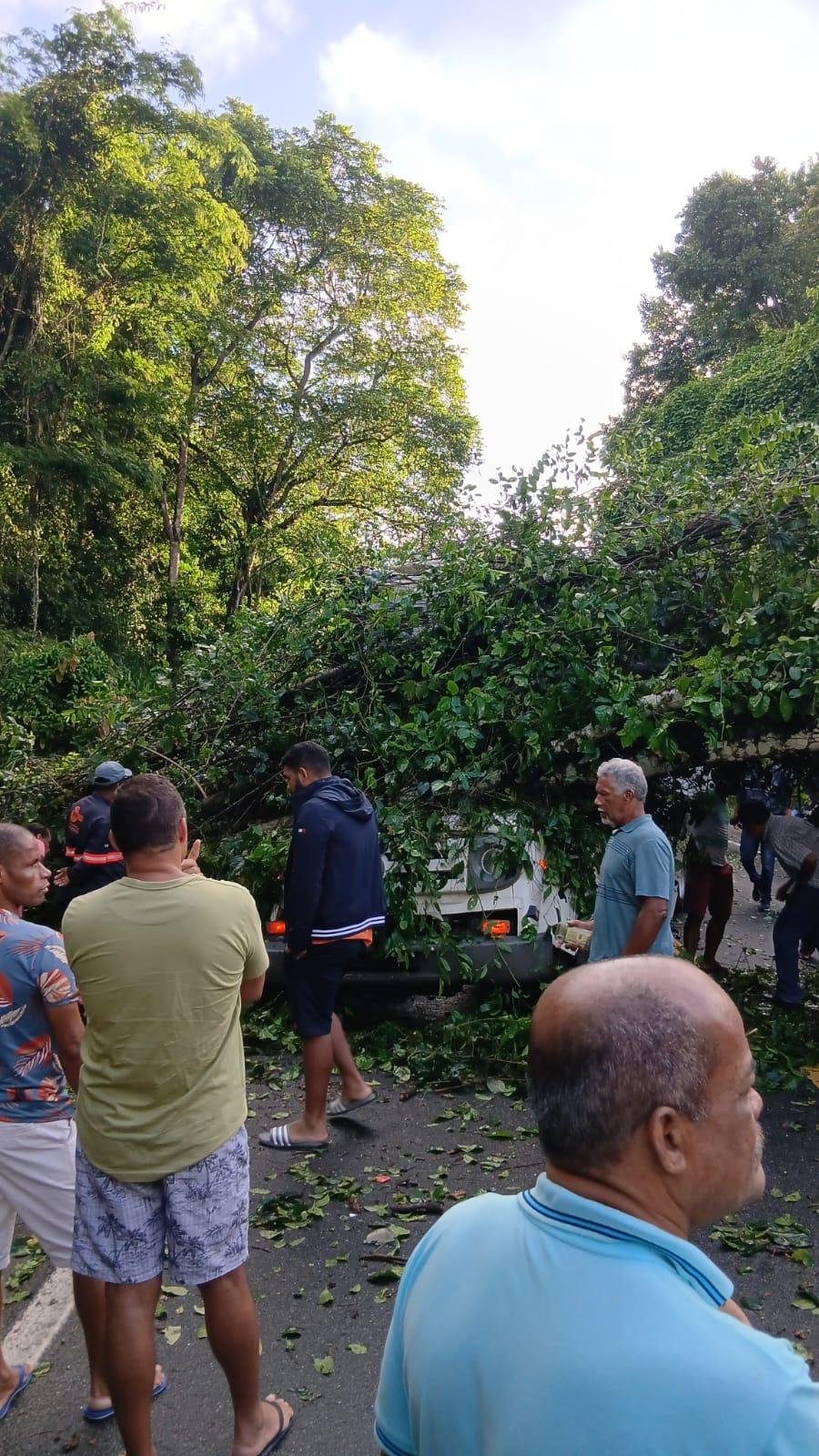 ÁRVORE CAI SOBRE CAMINHÃO E DEIXA DOIS MORTOS NA BR-415, EM ITABUNA ÁRVORE CAI SOBRE CAMINHÃO E DEIXA DOIS MORTOS NA BR-415, EM ITABUNA