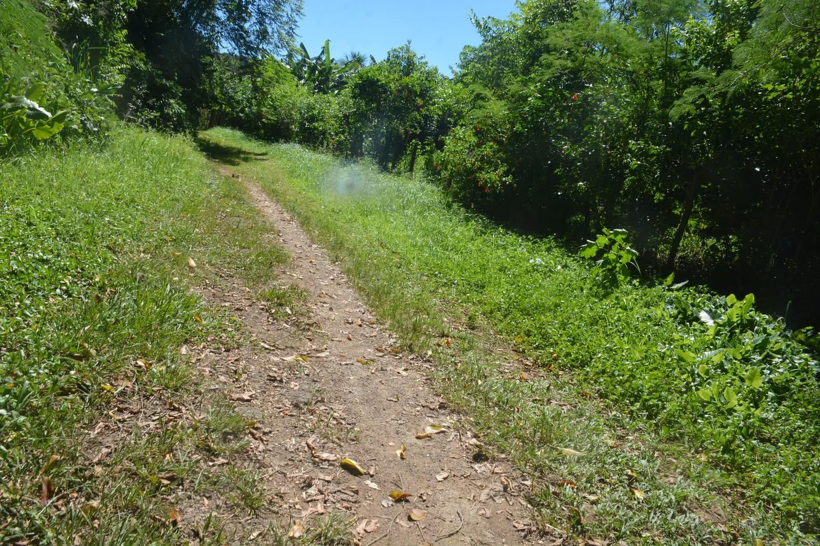 JORNALISTA E MESTRE EM BIODIVERSIDADE DENUNCIA MOVIMENTAÇÃO DE TERRA E POSSÍVEIS INTERVENÇÕES IRREGULARES NO PARQUE DA BOA ESPERANÇA