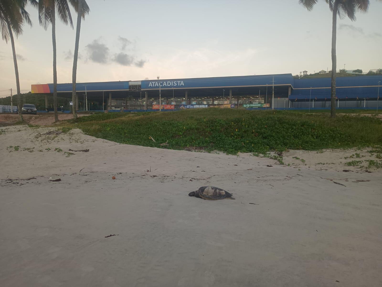 TARTARUGA É ENCONTRADA MORTA NA PRAIA DOS MILIONÁRIOS, ZONA SUL DE ILHÉUS