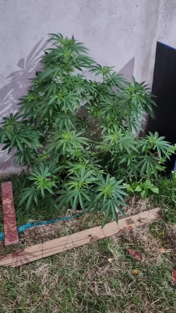 ONZE SÃO PRESOS EM OPERAÇÃO CONTRA ORGANIZAÇÃO CRIMINOSA EM ITACARÉ ONZE SÃO PRESOS EM OPERAÇÃO CONTRA ORGANIZAÇÃO CRIMINOSA EM ITACARÉ