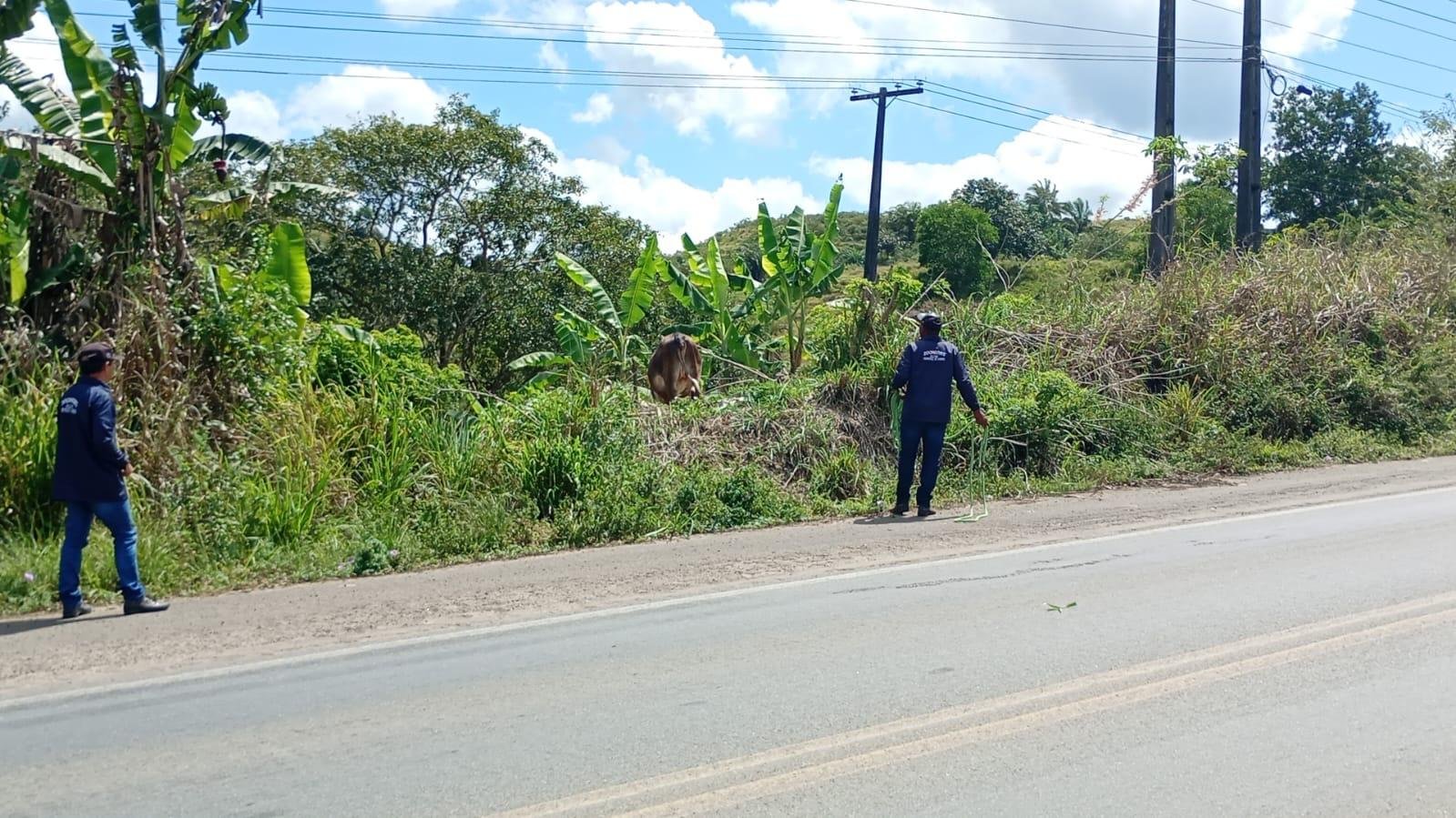 OPERAÇÃO PISTA SEGURA REFORÇA PATRULHAMENTO CONTRA ANIMAIS SOLTOS NAS RODOVIAS DE ITABUNA