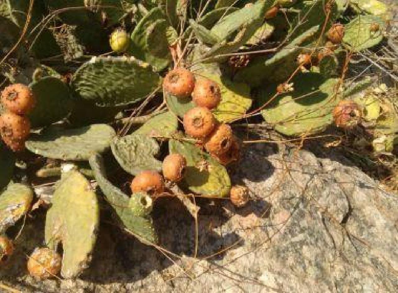 BAIANO CRIA SORVETE SAUDÁVEL COM CACTO E ALGAROBA BAIANO CRIA SORVETE SAUDÁVEL COM CACTO E ALGAROBA
