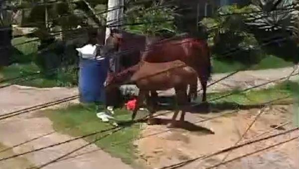 MORADOR DENUNCIA PRESENÇA DE CAVALOS SOLTOS NO RESIDENCIAL TEOTÔNIO VILELA, EM ILHÉUS