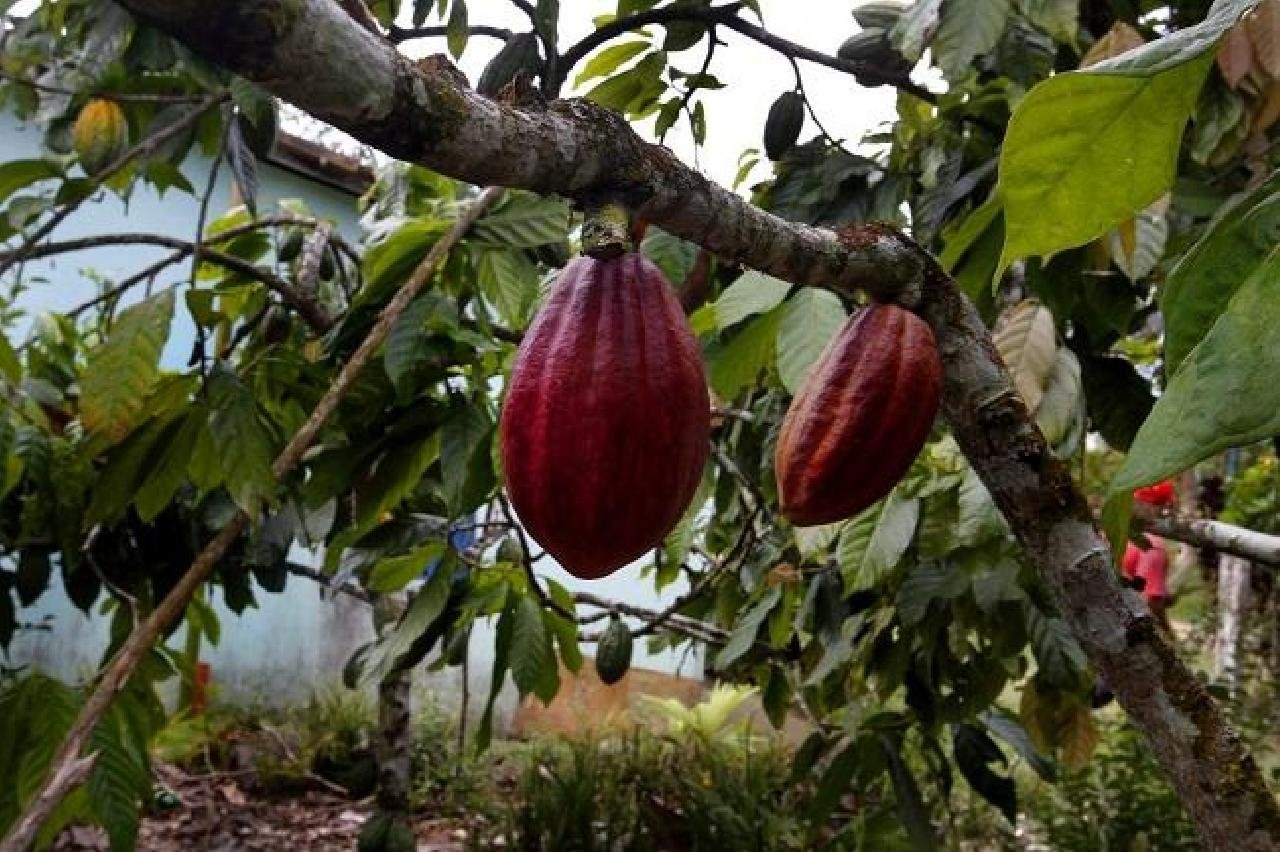 PESQUISADORA CRIA BIOETANOL À BASE DE CACAU