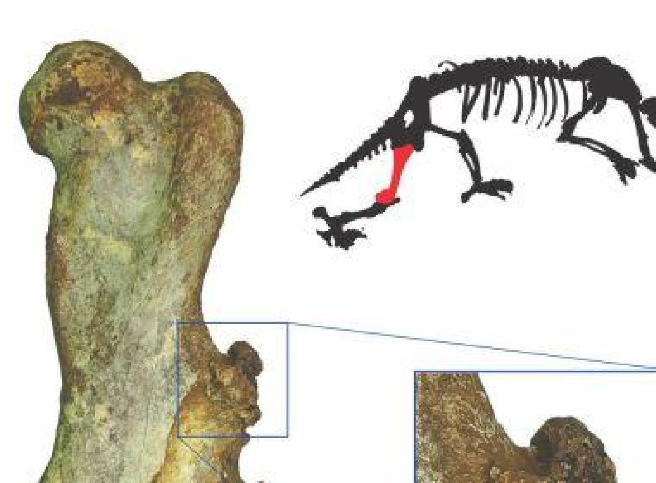 NA BAHIA, PESQUISA ACHA 1º CÂNCER EM MAMÍFERO NÃO HUMANO DO PERÍODO QUARTENÁRIO NA BAHIA, PESQUISA ACHA 1º CÂNCER EM MAMÍFERO NÃO HUMANO DO PERÍODO QUARTENÁRIO