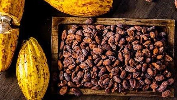 CNA CONTRATA ESCRITÓRIO ESPECIALIZADO E LEVA AO CADE QUEDA DE PREÇOS DO CACAU, APURA O TABULEIRO