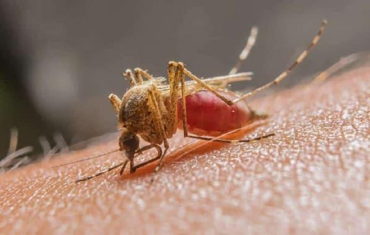 DOIS CASOS DE MALÁRIA SÃO DIAGNOSTICADAS NO NORTE DA BAHIA DOIS CASOS DE MALÁRIA SÃO DIAGNOSTICADAS NO NORTE DA BAHIA
