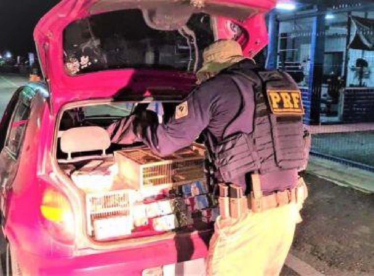 PRF RESGATA MAIS DE 1 MIL PÁSSAROS EM MAIOR APREENSÃO DO ANO PRF RESGATA MAIS DE 1 MIL PÁSSAROS EM MAIOR APREENSÃO DO ANO