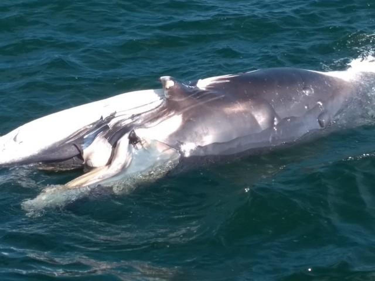 FILHOTE DE BALEIA JUBARTE É ENCONTRADO MORTO EM PRAIA DE ITUBERÁ FILHOTE DE BALEIA JUBARTE É ENCONTRADO MORTO EM PRAIA DE ITUBERÁ