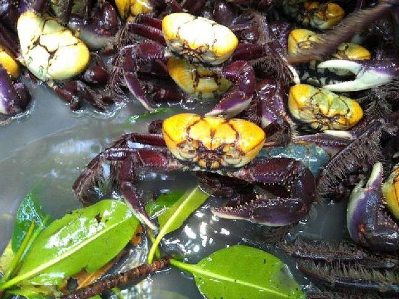 SEGUNDO PERÍODO DE DEFESO DO CARANGUEJO-UÇÁ COMEÇA NESTA SEXTA SEGUNDO PERÍODO DE DEFESO DO CARANGUEJO-UÇÁ COMEÇA NESTA SEXTA