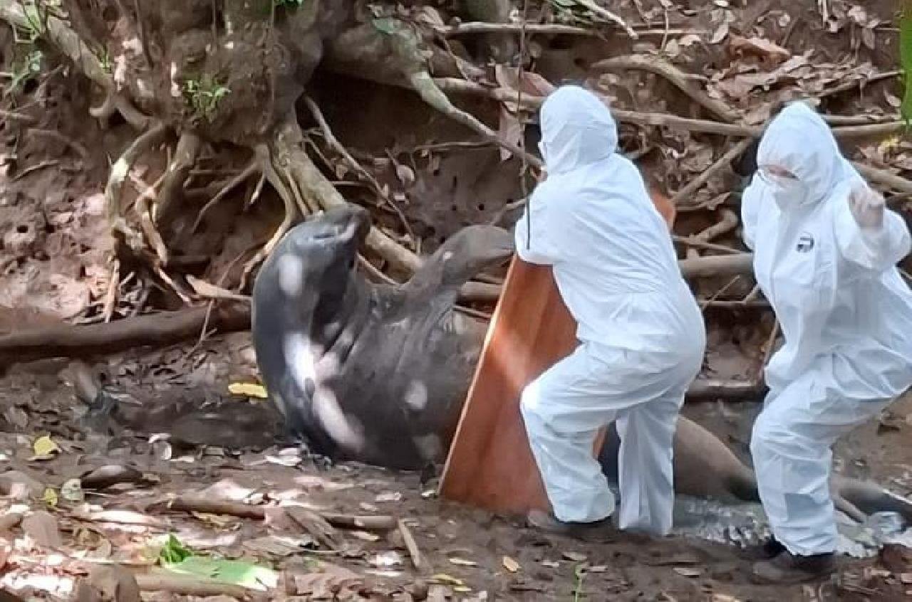 ELEFANTE MARINHO "FRODO" FOI RESGATADO DO BANCO DA VITÓRIA E ESTÁ EM CENTRO DE REABILITAÇÃO ELEFANTE MARINHO "FRODO" FOI RESGATADO DO BANCO DA VITÓRIA E ESTÁ EM CENTRO DE REABILITAÇÃO