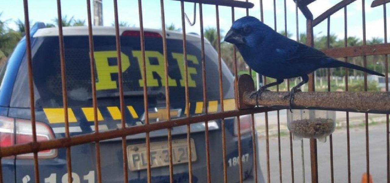40 AVES SÃO ENCONTRADAS PRESAS EM TÁXI NO INTERIOR DA BAHIA 40 AVES SÃO ENCONTRADAS PRESAS EM TÁXI NO INTERIOR DA BAHIA