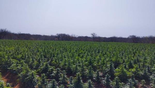 FICCO/ILHÉUS COMBATE ORGANIZAÇÃO CRIMINOSA EM SEIS ESTADOS