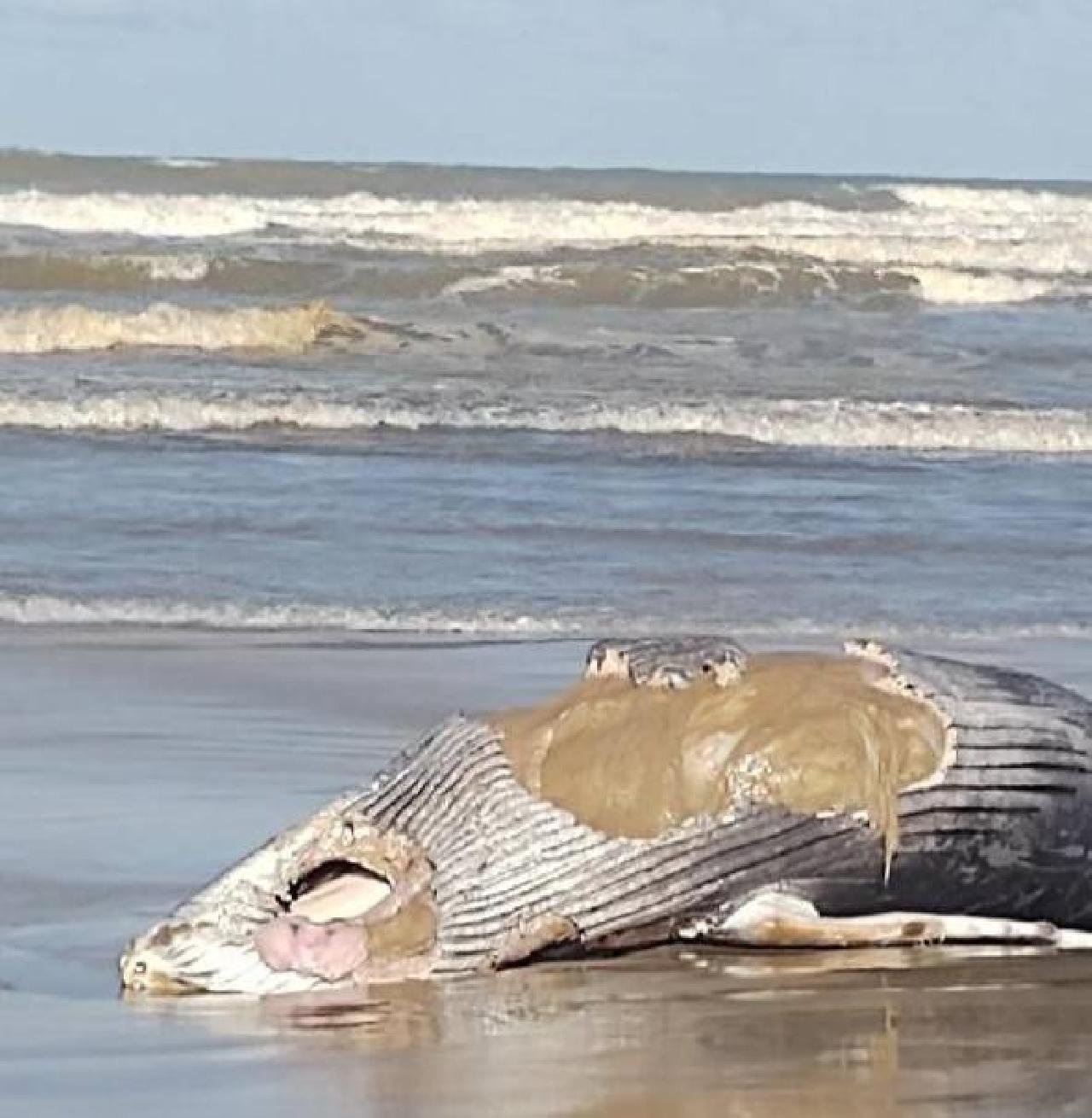 BALEIA ENCALHA NA ZONA SUL DE ILHÉUS BALEIA ENCALHA NA ZONA SUL DE ILHÉUS