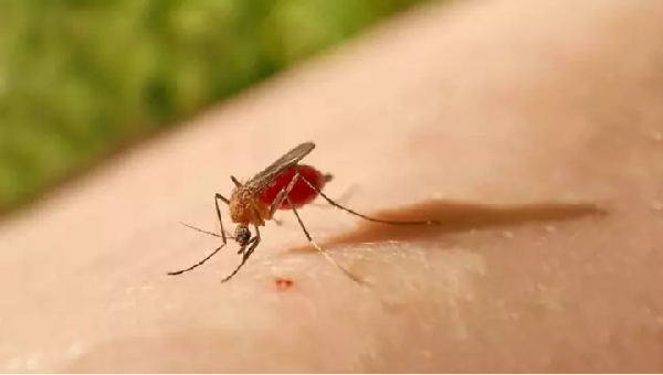 ILHÉUS REGISTRA MAIS DOIS CASOS DE FEBRE OROPOUCHE. CIDADE LIDERA LISTA COM 112 DIAGNÓSTICOS