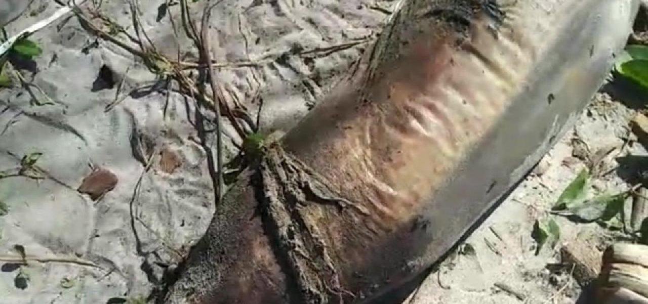 ILHÉUS: BOTO É ENCONTRADO MORTO NA PRAIA DE SÃO MIGUEL ILHÉUS: BOTO É ENCONTRADO MORTO NA PRAIA DE SÃO MIGUEL