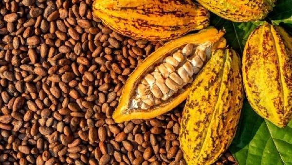 GOVERNO DO BRASIL PUBLICA MP QUE REDUZ DE DOIS ANOS PARA SEIS MESES O PRAZO DE IMPORTAÇÃO DE CACAU E FORTALECE A PRODUÇÃO NACIONAL