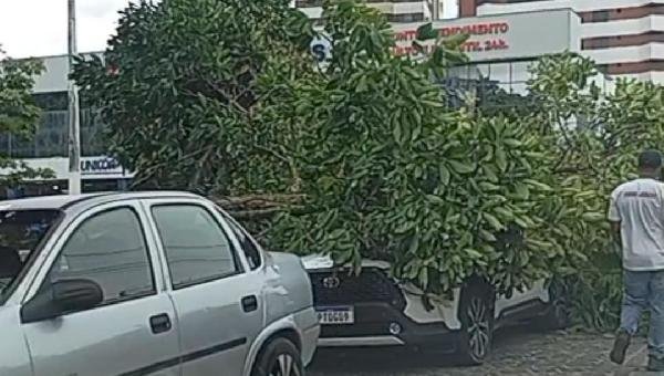 ÁRVORE CAI EM FRENTE AO HOSPITAL DE ILHÉUS E ATINGE DOIS CARROS