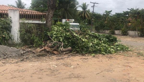 COELBA COMETE CRIME AMBIENTAL E SUPERINTENDÊNCIA DE MEIO AMBIENTE DIZ QUE TOMARÁ PROVIDÊNCIAS