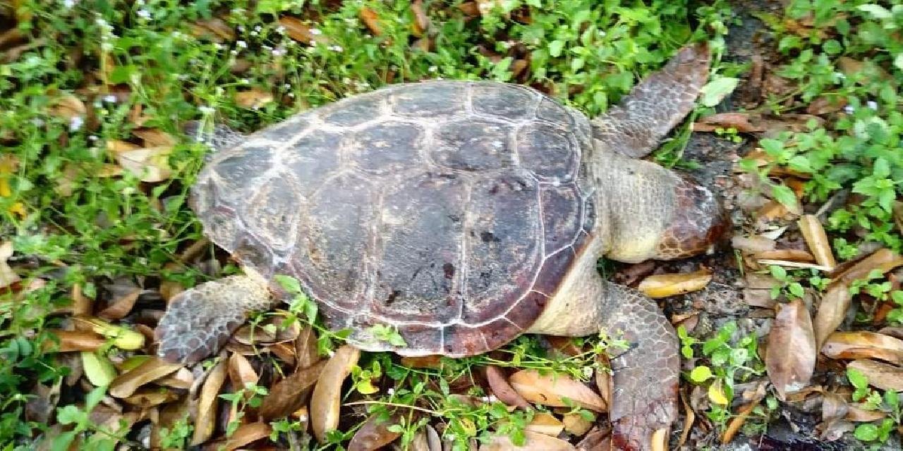 EM APENAS UM DIA, DUAS TARTARUGAS MARINHAS SÃO ENCONTRADAS MORTAS EM ILHÉUS EM APENAS UM DIA, DUAS TARTARUGAS MARINHAS SÃO ENCONTRADAS MORTAS EM ILHÉUS