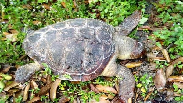 EM APENAS UM DIA, DUAS TARTARUGAS MARINHAS SÃO ENCONTRADAS MORTAS EM ILHÉUS