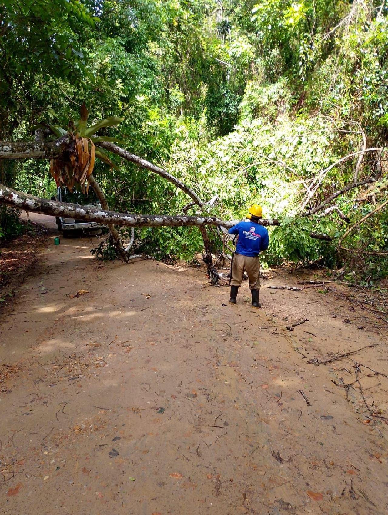 ÁRVORE QUE OBSTRUÍA ESTRADA DA LAGOA ENCANTADA É REMOVIDA ÁRVORE QUE OBSTRUÍA ESTRADA DA LAGOA ENCANTADA É REMOVIDA
