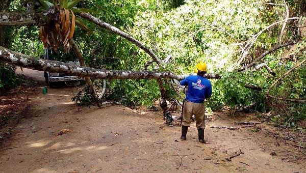 ÁRVORE QUE OBSTRUÍA ESTRADA DA LAGOA ENCANTADA É REMOVIDA